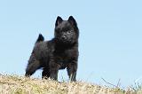 SCHIPPERKE 342